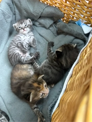 Bengalkitten männlich liebevoll und sehr zahm Bild 7