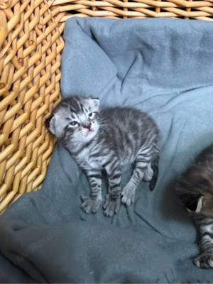 Bengalkitten männlich liebevoll und sehr zahm Bild 9