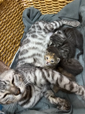 Bengalkitten liebevoll und sehr zahm