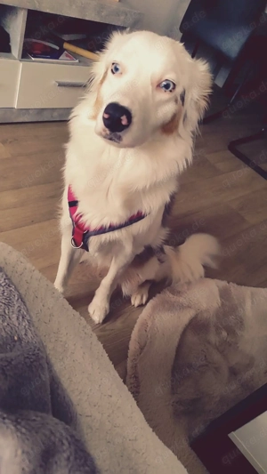 Australian Shepherd, Hündin