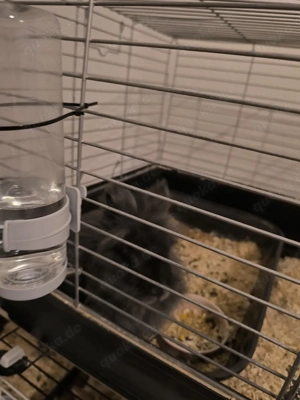 reinrassige löwenkopf Teddy Zwergkaninchen