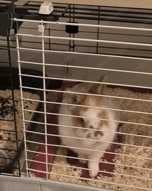 reinrassige löwenkopf Teddy Zwergkaninchen