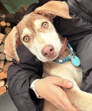 Billy der smarte liebe Welpe, sucht sein Traumplätzchen