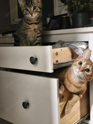 Katzen abzugeben in liebevolle Hände  Bild 6