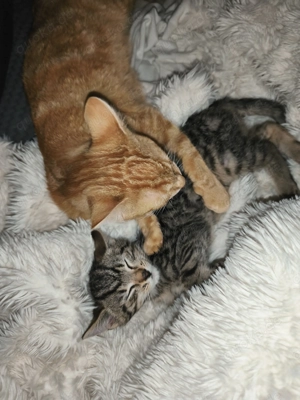 Katzen abzugeben in liebevolle Hände 