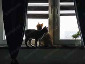 Katzen abzugeben in liebevolle Hände  Bild 4