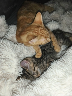 Katzen abzugeben in liebevolle Hände  Bild 9