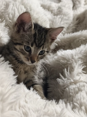 Katzen abzugeben in liebevolle Hände  Bild 10