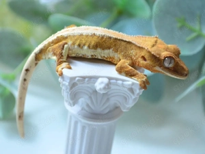 Poss. 0.1  Kronengecko Lilly White poss. Tangerine 