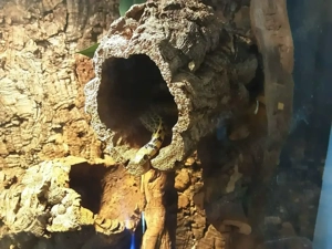 Verkaufe Thamnophis macrianus Zuchtbock 