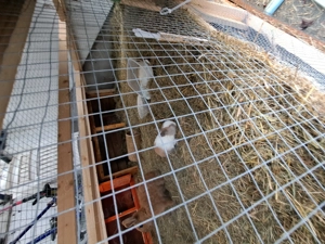 Baby Zwergkaninchen  Bild 3