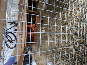 Baby Zwergkaninchen  Bild 5