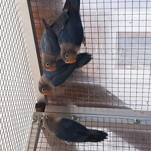 Biete junge Agaporniden ( Schwarzköpfchen ) von 3 Monaten an