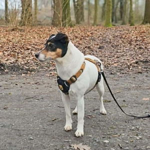Lumi - liebt Menschen  Bild 4