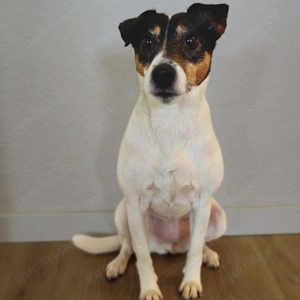 Lumi - liebt Menschen  Bild 7
