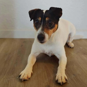 Lumi - liebt Menschen  Bild 8