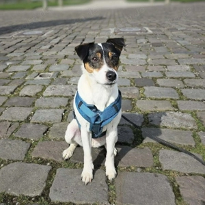 Lumi - liebt Menschen 