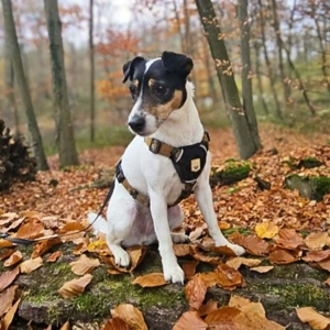 Lumi - liebt Menschen  Bild 3