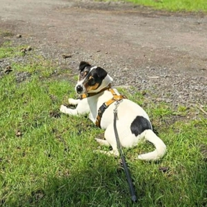 Lumi - liebt Menschen  Bild 5