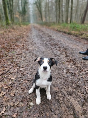 Alwa- Bordercollie Welpe