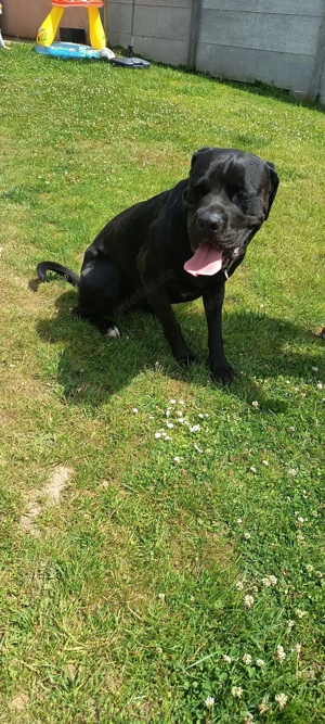 Cane Corso rüde