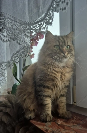 BKH   BLH Kitten   Kater 