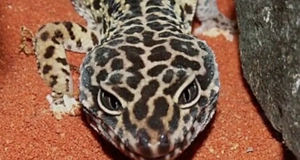 leoparden geko