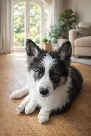 border, Collie, Welpen
