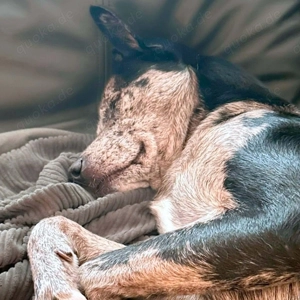 Maus - braucht souveräne Menschen  Bild 2