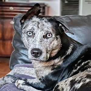 Maus - braucht souveräne Menschen  Bild 3