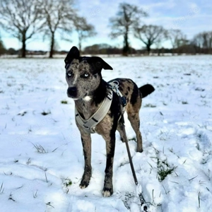Maus - braucht souveräne Menschen  Bild 4