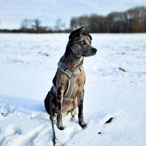 Maus - braucht souveräne Menschen  Bild 5