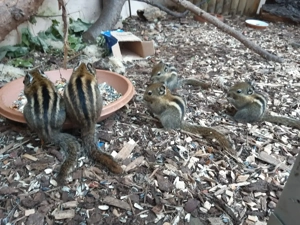 Chinesische Baumstreifenhörnchen, männlich - bereits reserviert