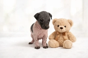 American Hairless Terrier aus Premiumzucht