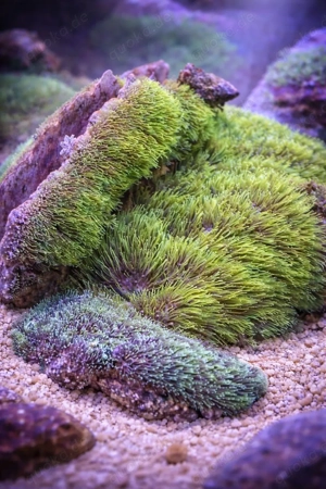  Affenhaar (Green Star Polyps)   10 x 5 cm Ableger   kräftig wachsend 