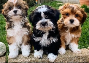 Havaneser welpen