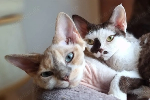 Zwei Devon Rex Mädchen mit Stammbaum 