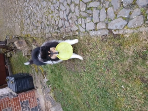 Maja, britischer Langhaarcollie, 2,5 Jahre alt