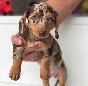 Dackel welpen Bild 3