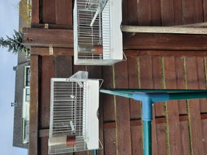 2 vogelkäfige zu verkaufen Bild 2