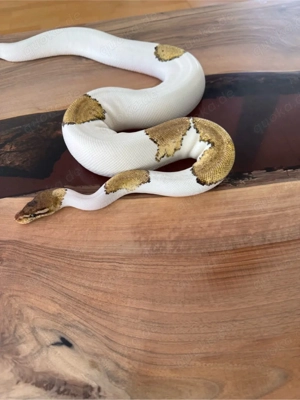 0.1 Mystic Pastel Pied, Königspython ENZ 21