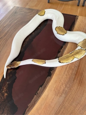 0.1 Mystic Pastel Pied, Königspython ENZ 21 Bild 2