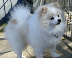 Zwergspitz Deckrüde 