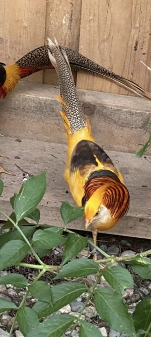 Gelbe Goldfasane, Fasan, Ziergeflügel, Geflügel  Bild 2