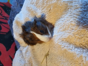 Schöne meerschweinschenbabys