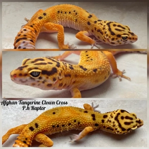 Leopardgecko Weibchen ENZ 2025