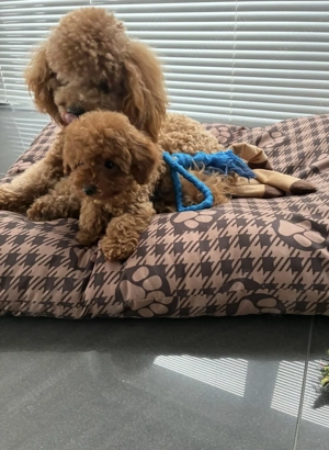 Zu verkaufen Toy Pudel Teacup Klasse