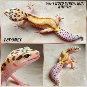 Leopardgecko Weibchen ENZ 2025