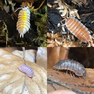 Porcellio bolivari Yellow Ghost, hoffmanseggi Orange, Filipinodillo sp dingalan giants,  Ember Bee 