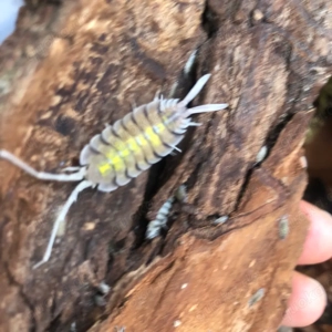 Porcellio bolivari "Yellow Ghost"   lebhafte Leuchtkraft 